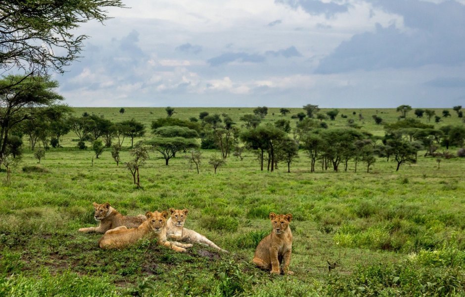 Саванна Прайд львы Килиманджаро