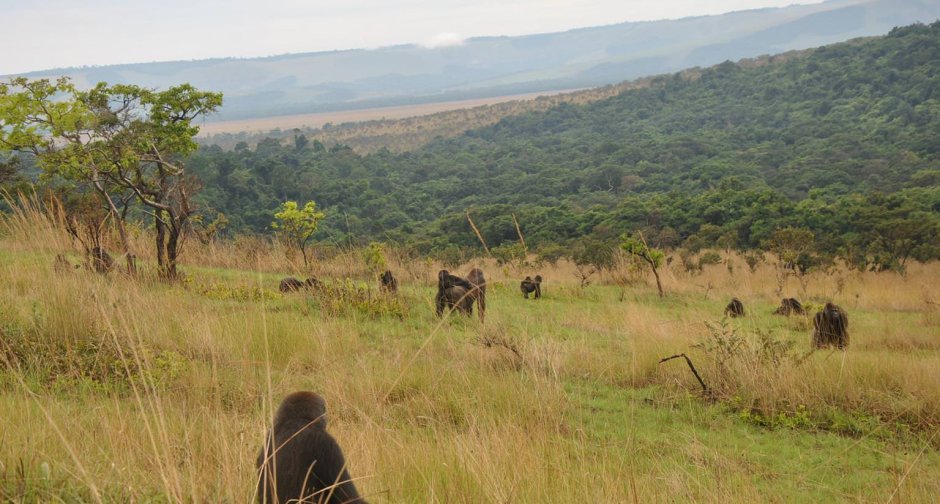 Саванна Конго