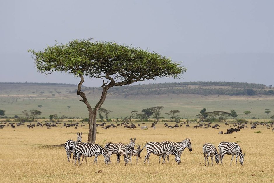 Растения саванны и редколесья Африки