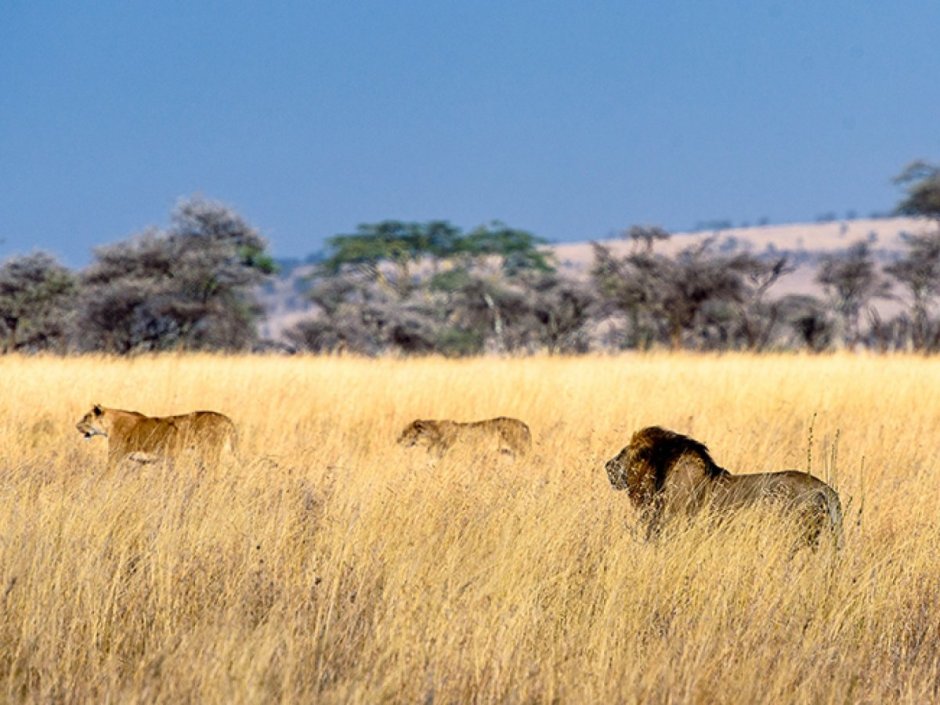 Танзания Килиманджаро сафари львы