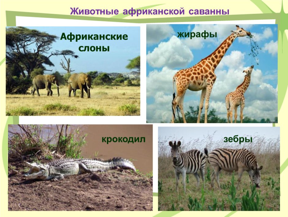 Типичные животные в саванне