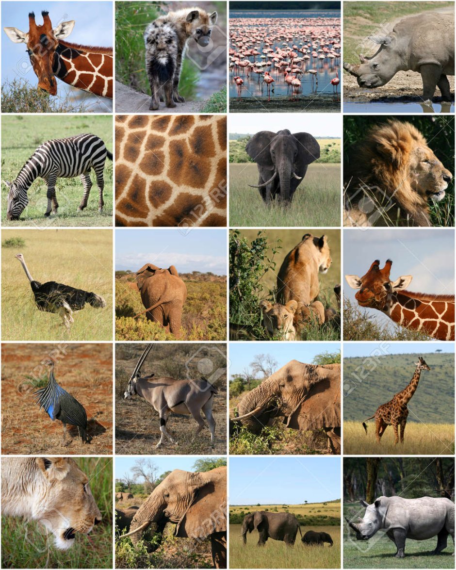 Животные Северной Африки