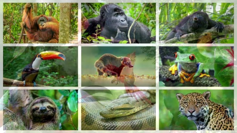 Животный мир экваториальных лесов Южной Америки