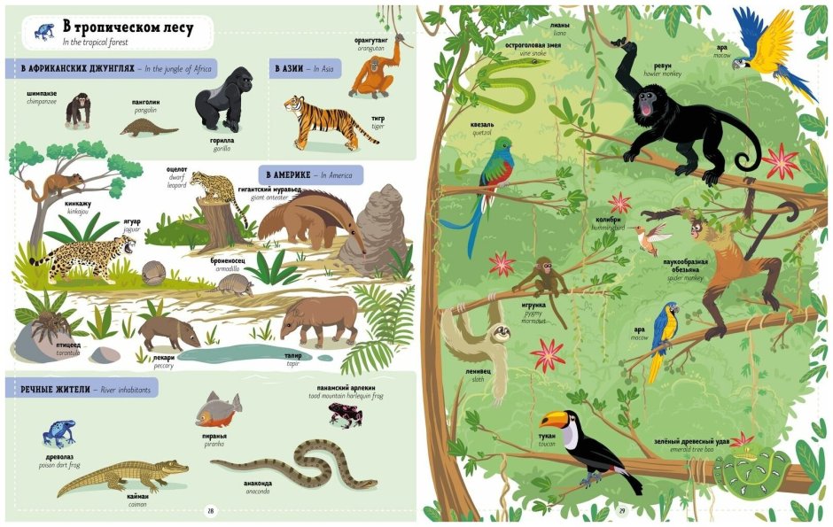 Животные тропического леса для детей