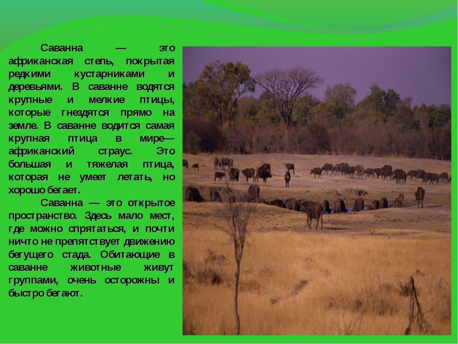 Сообщение о саванне