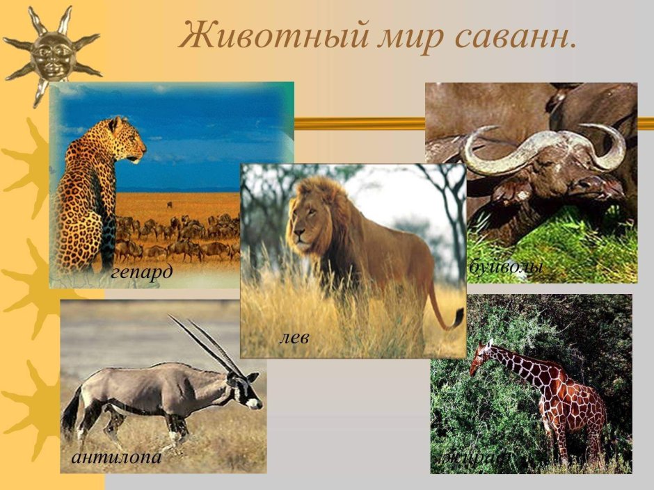 Природная зона саванны Африки животный мир