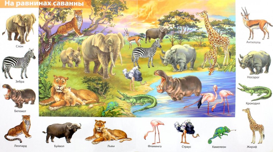 Животные саванны плакат