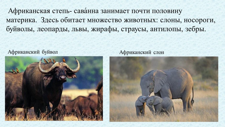 Африканская степь