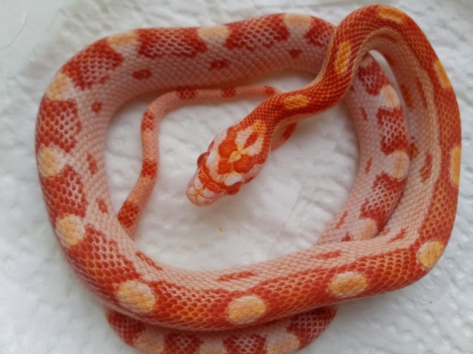 Маисовый полоз Albino/Amel