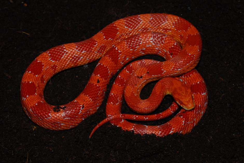 Маисовый полоз амеланист