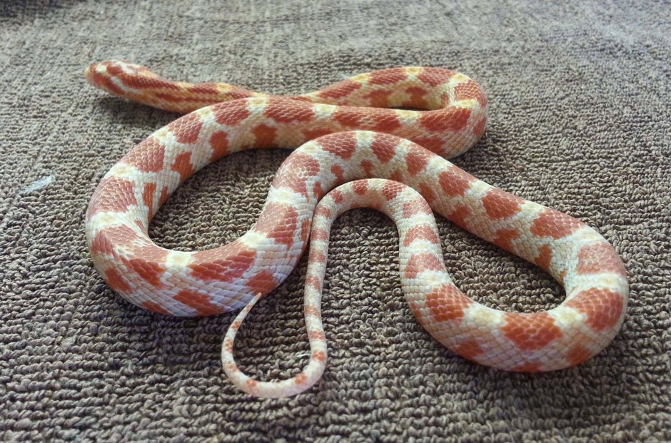 Маисовый полоз амеланист