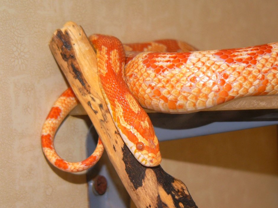 Маисовый полоз Albino