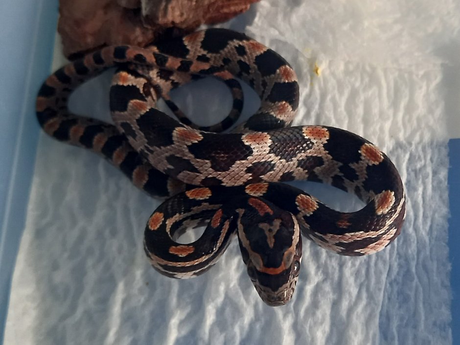 Маисовый полоз амеланист