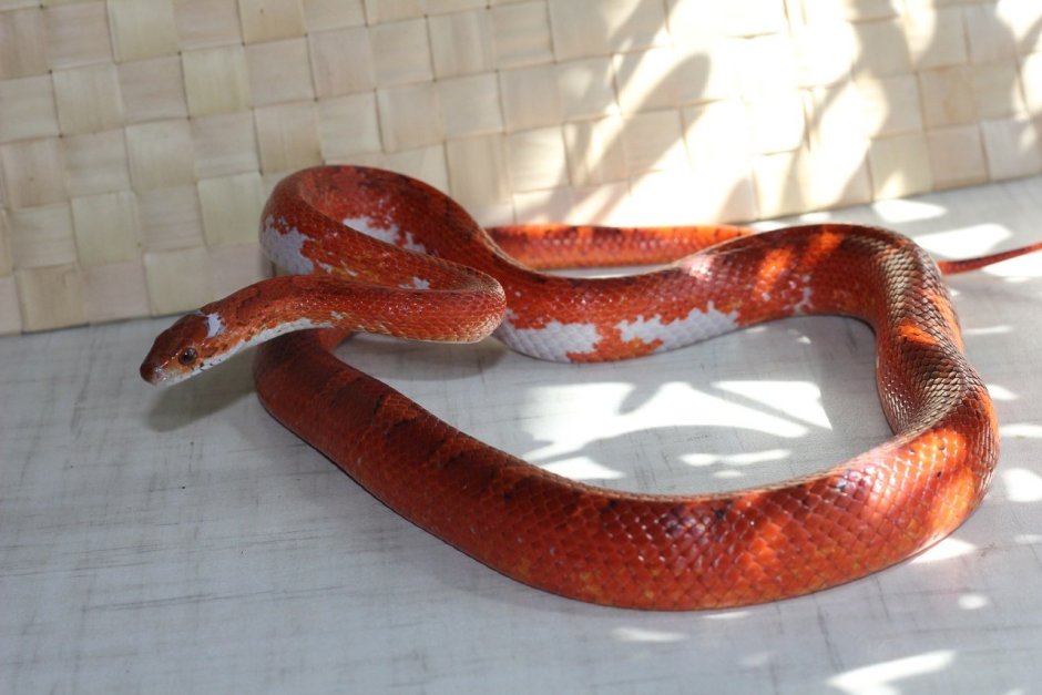Маисовый полоз Snow Tessera