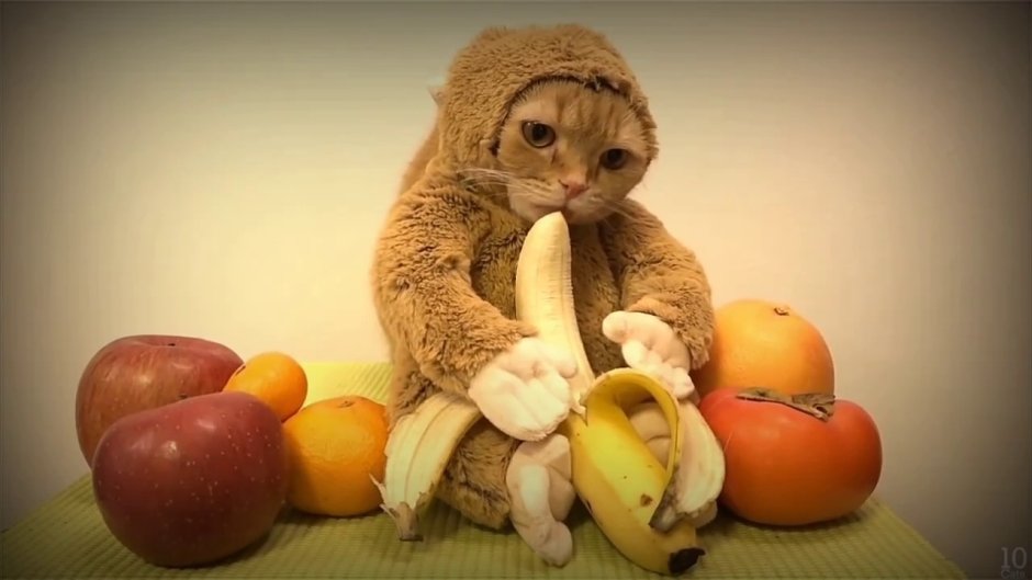 Котик в банане