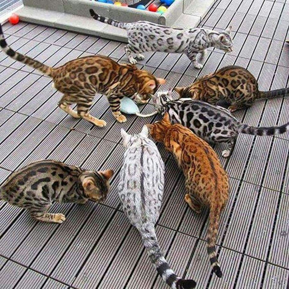 Бенгальская кошка смешная