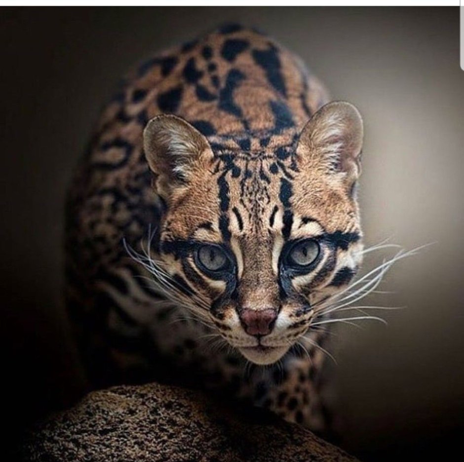 Бенгальская кошка Дикая