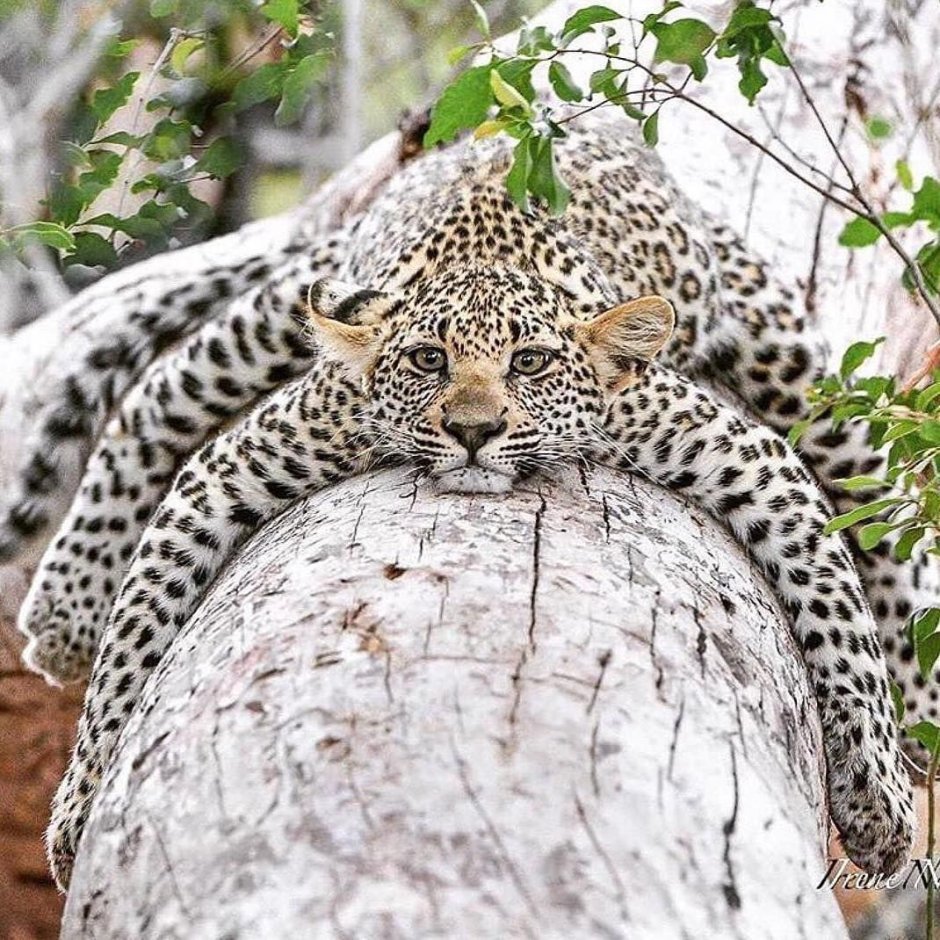 Followers animals