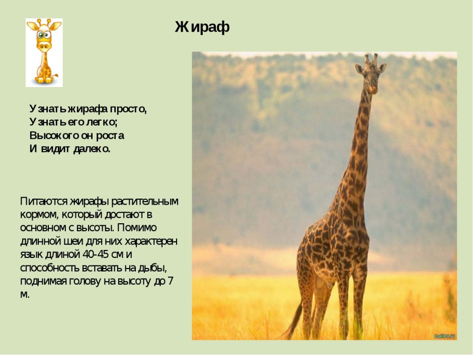 Дошкольникам о жирафе