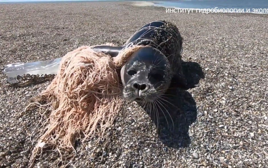 Мертвые тюлени на берегу Каспийского моря
