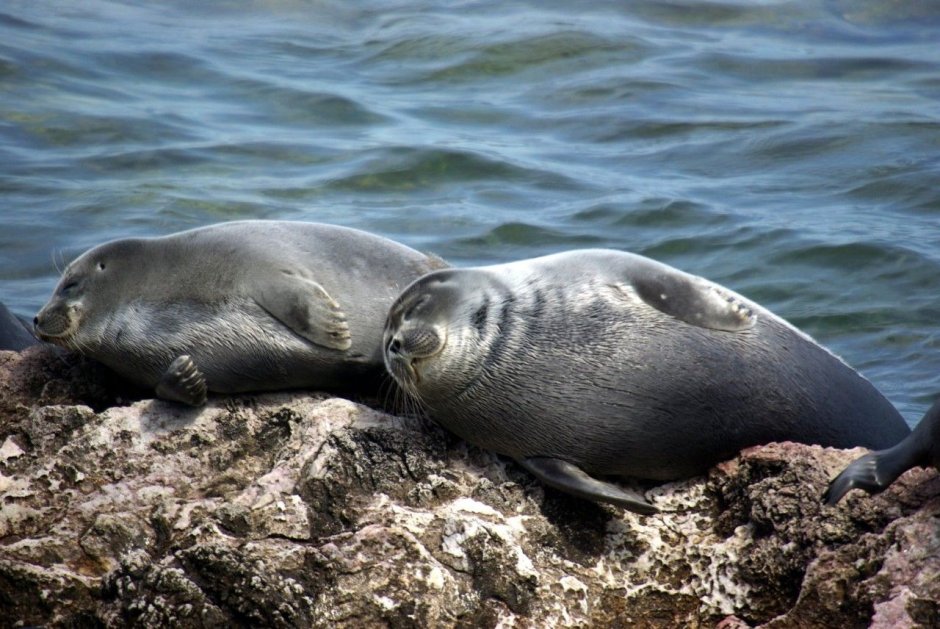 Каспийское море животные