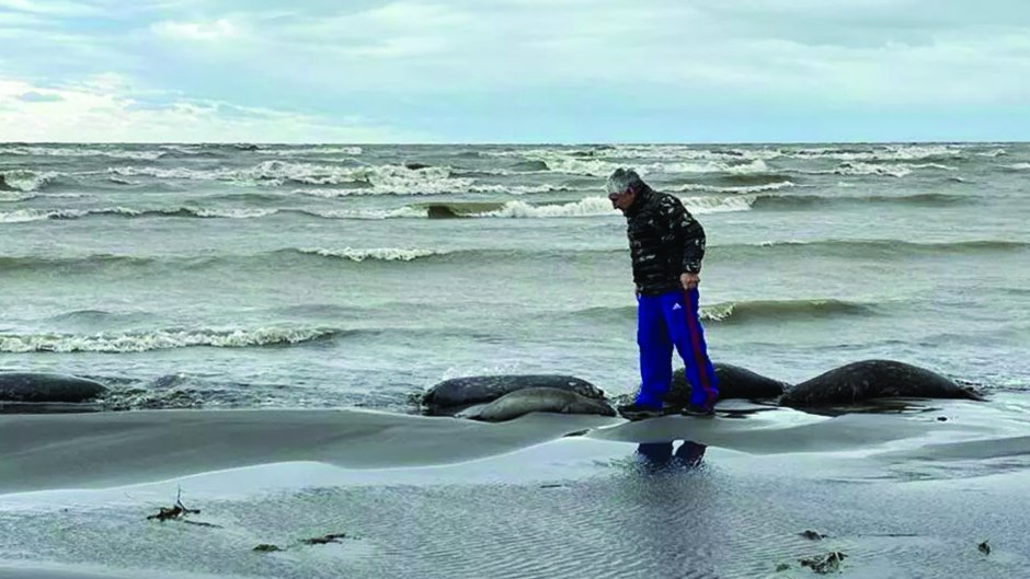 Тюленьи острова Каспийское море