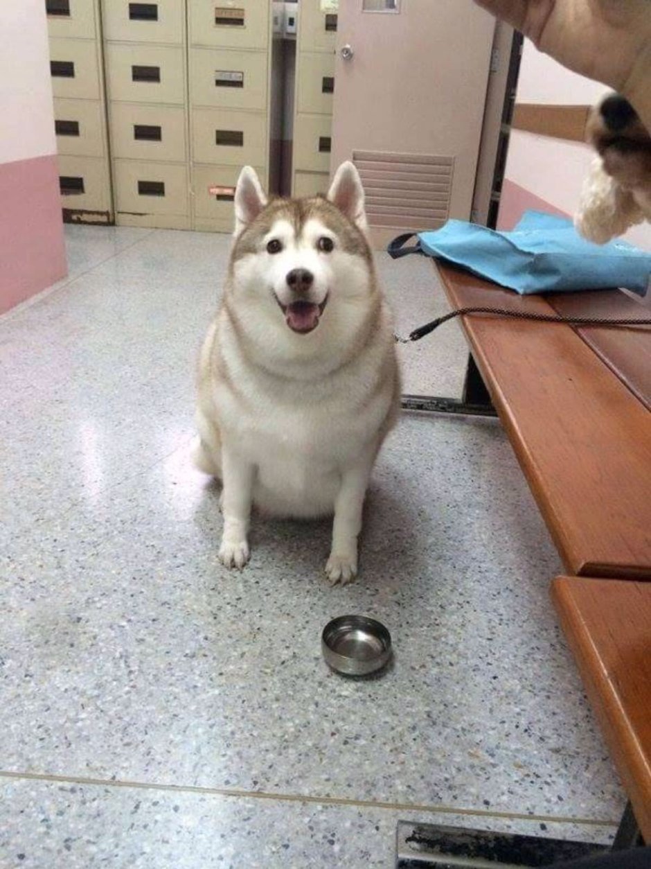 Толстый хаски