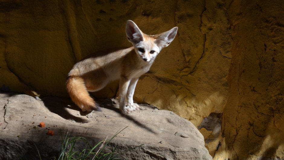 Fennec охотница