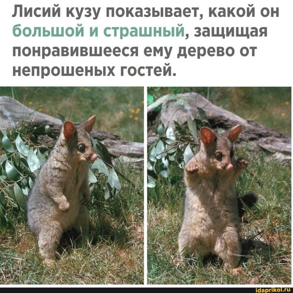 Лисий кузу пугает