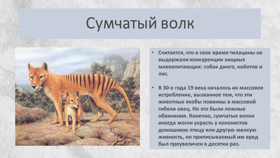 Сумчатый кузу
