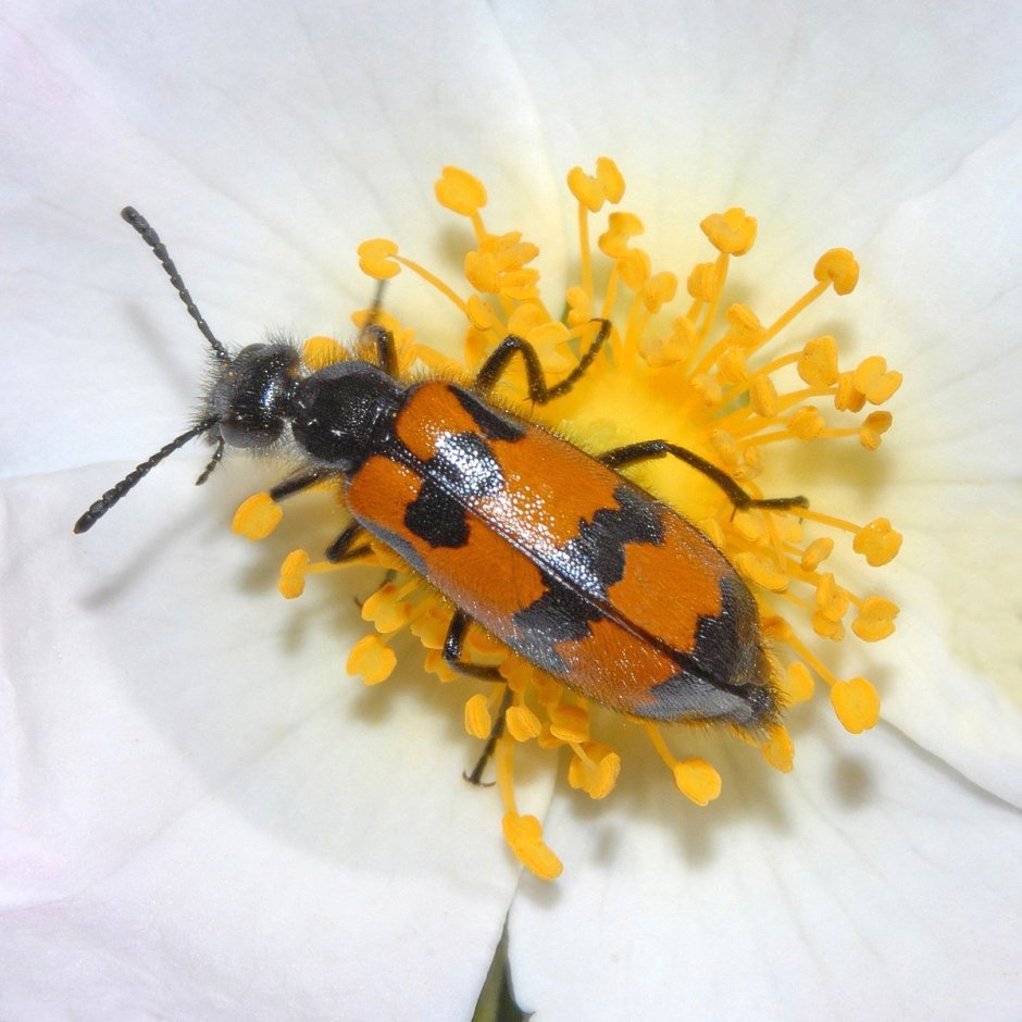 Mylabris SP.