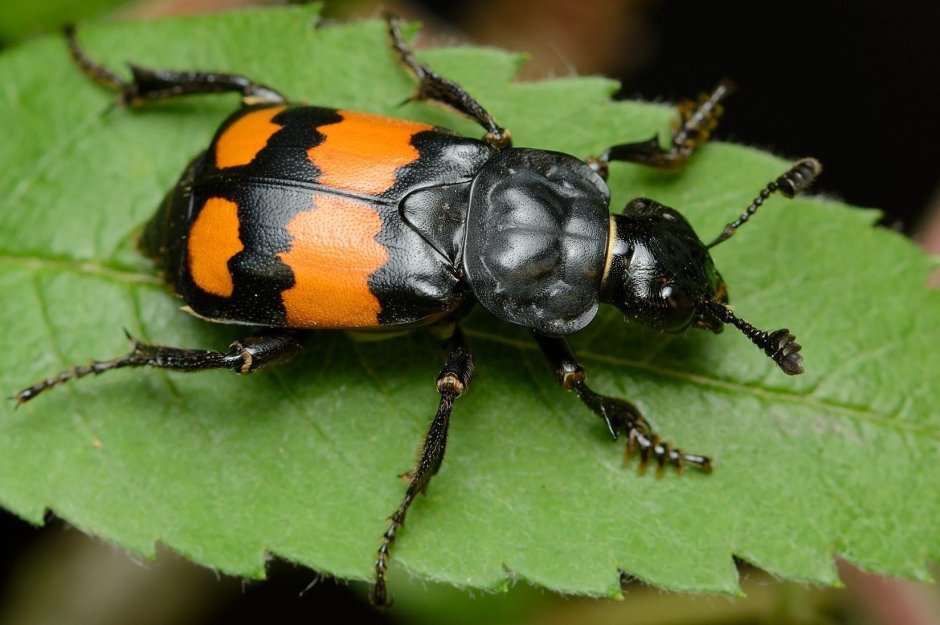 Жук Nicrophorus