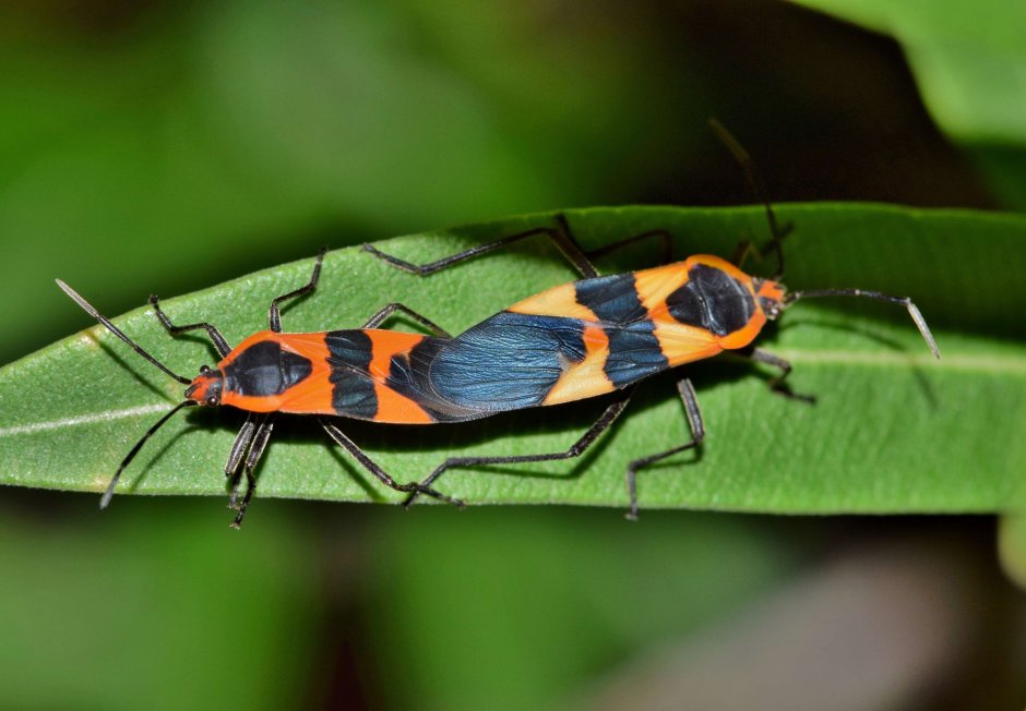 Oncopeltus fasciatus