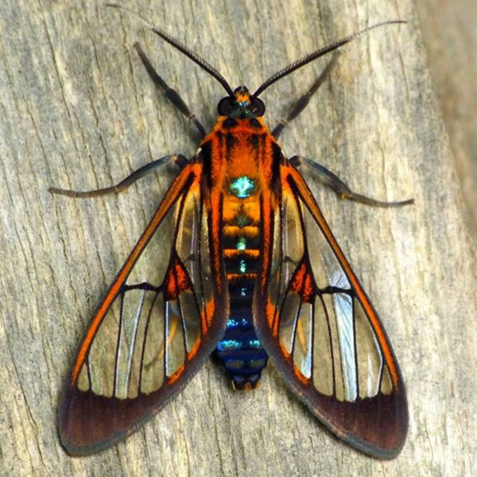 Богомол Creobroter meleagris