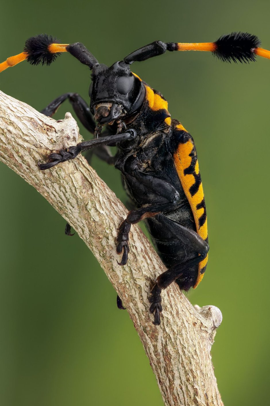 Aristobia Approximator.