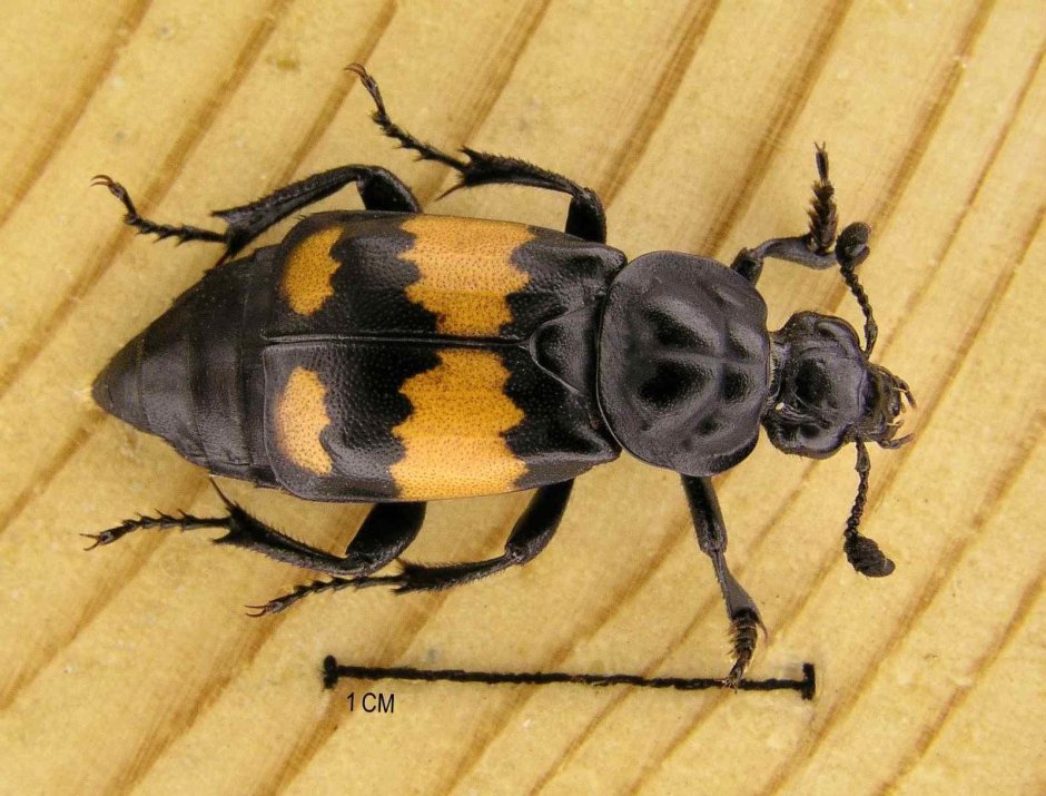 Жук мертвоед Nicrophorus