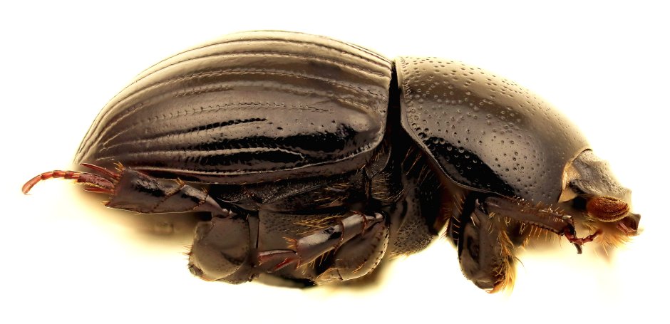 Aphodius (Sinodiapterna) gorodinskiyi Gusakov, 2006