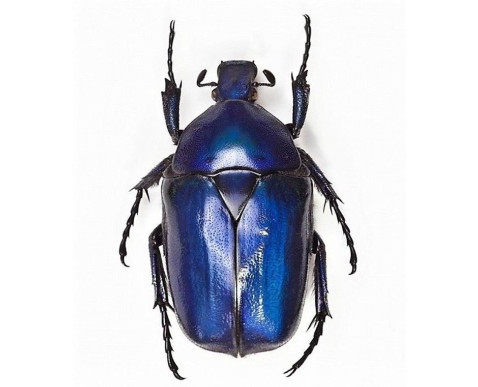 Torynorrhina flammea