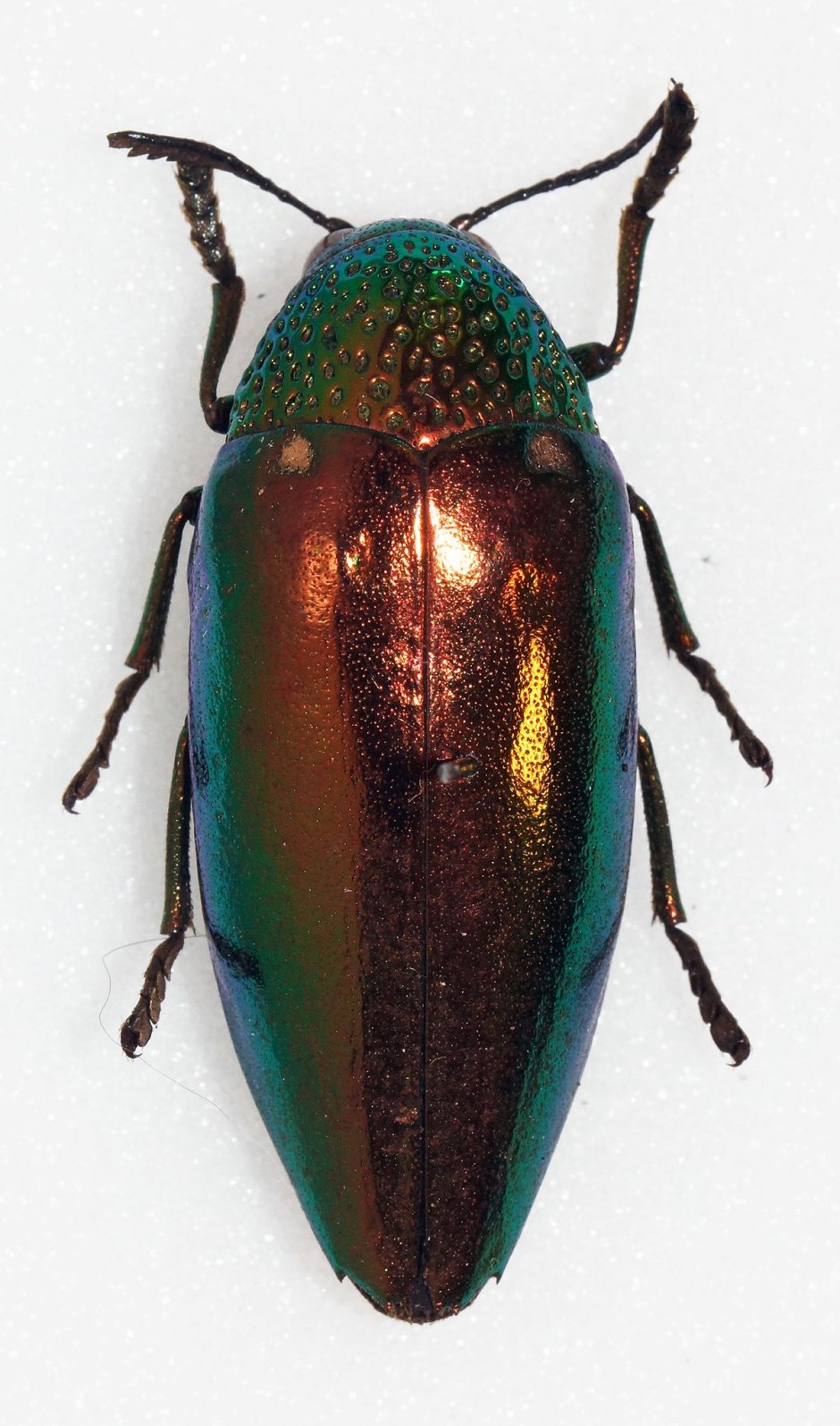 Sternocera aequisignata