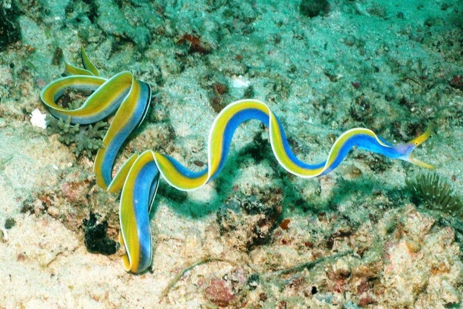 Желтая морская змея