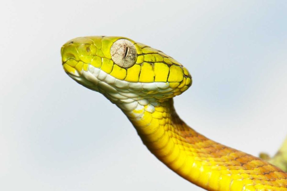 Boiga cyanea