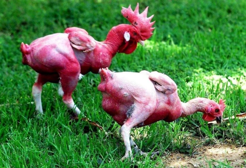 Квир курица Лола