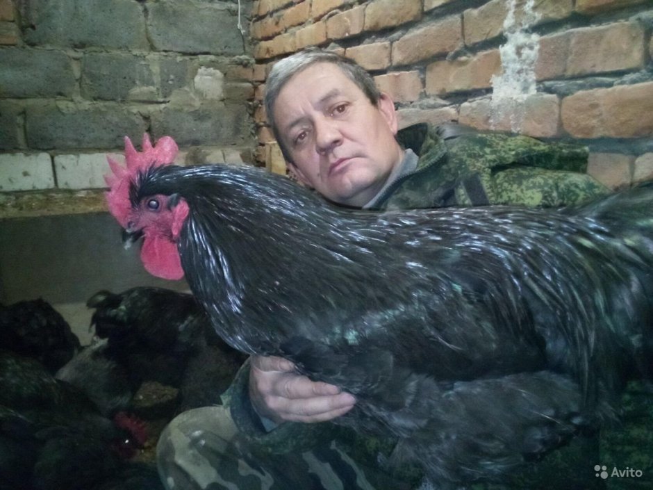 Петух Джерсийский гигант