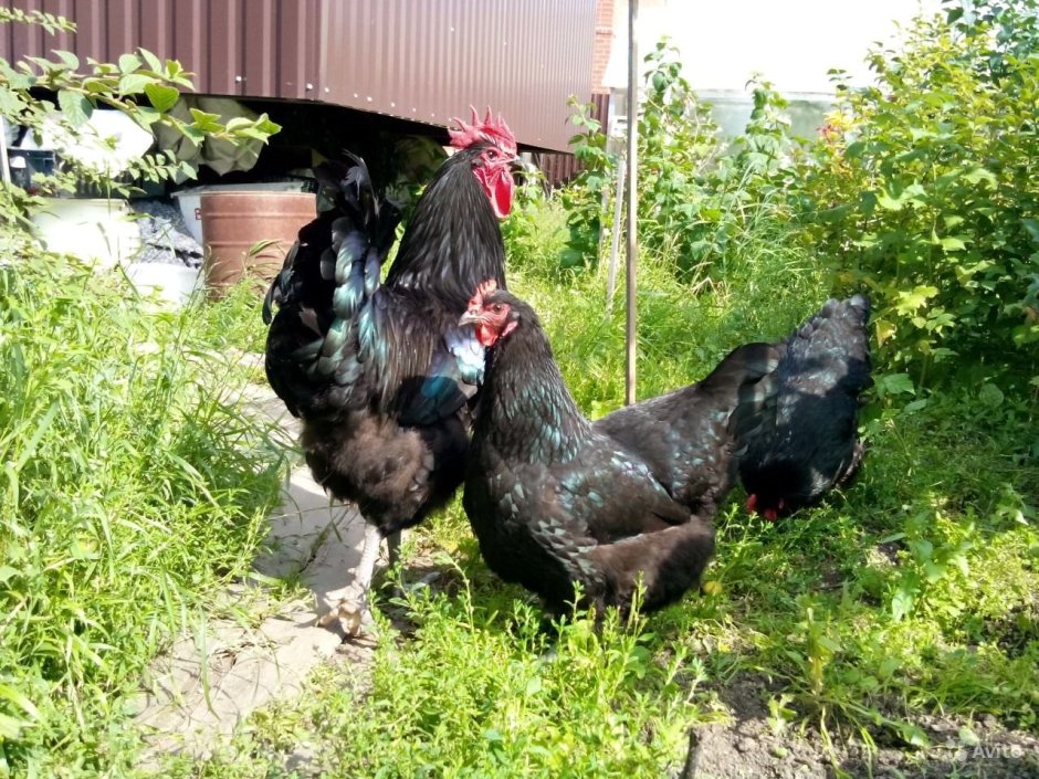 Джерсийский гигант