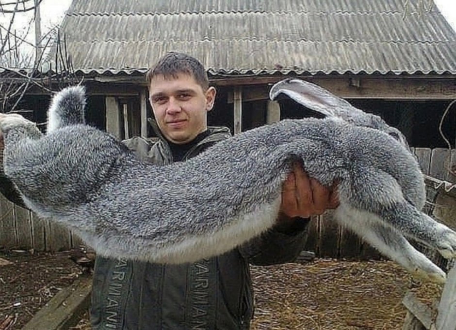 Самых больших кроликов