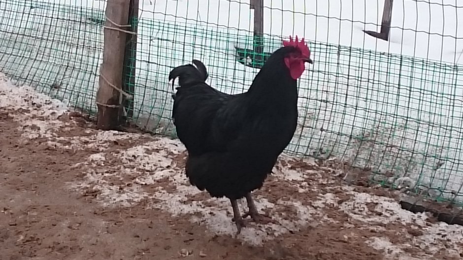 Аям Цемани