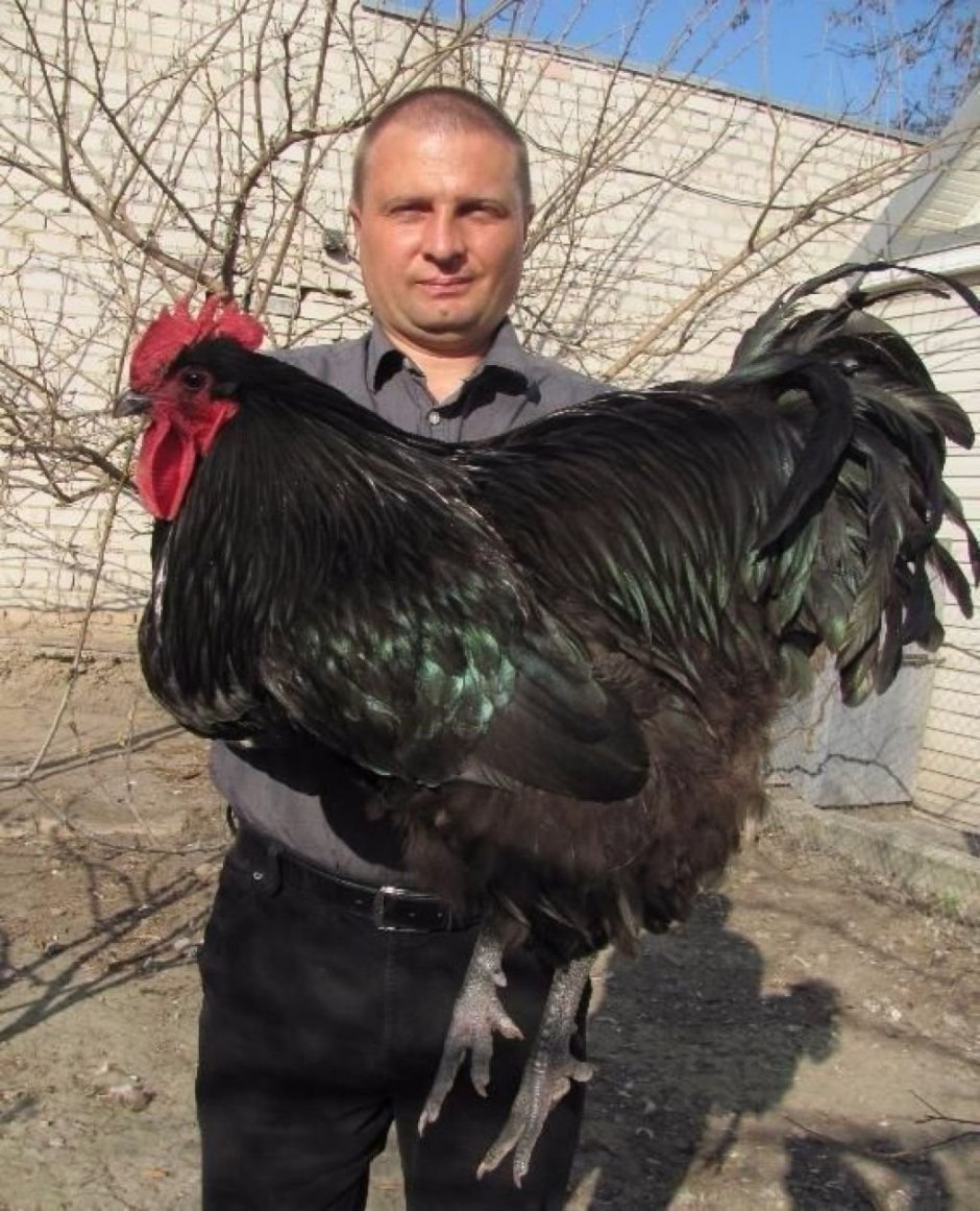 Джерсийский гигант куры