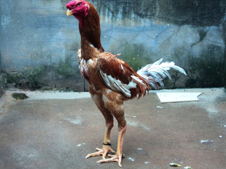 Galo купить