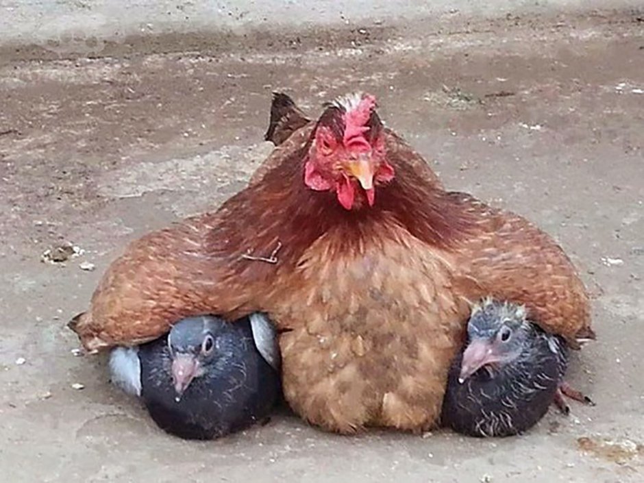 Голубь курица