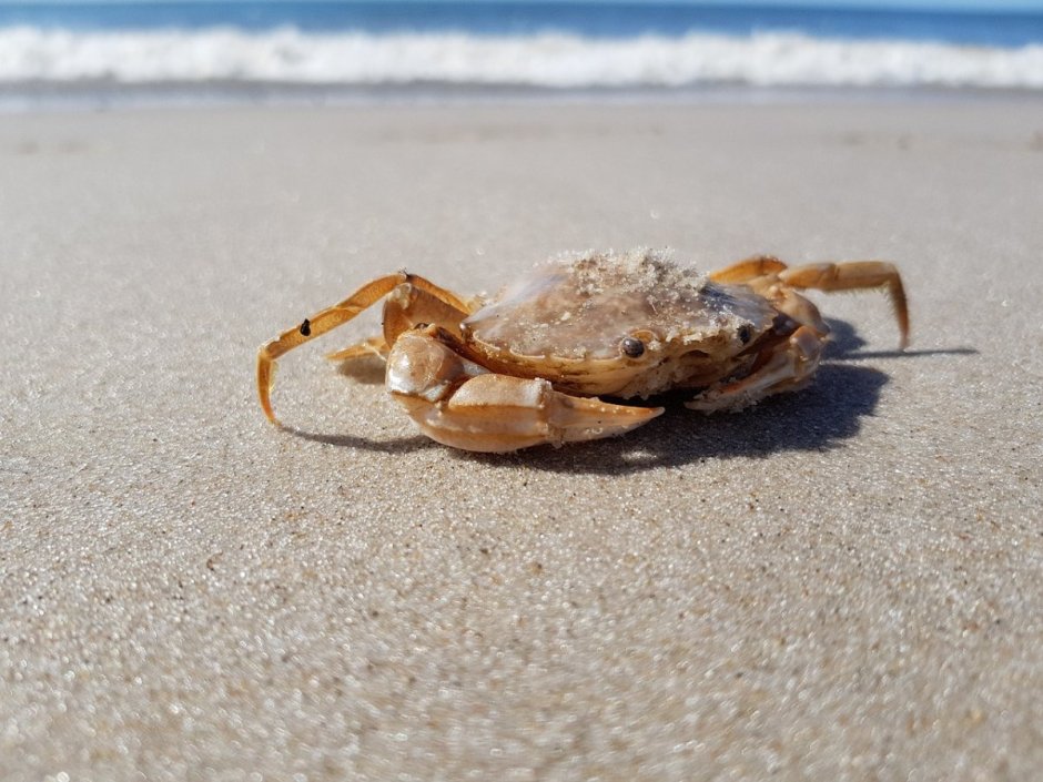 Крабики на море